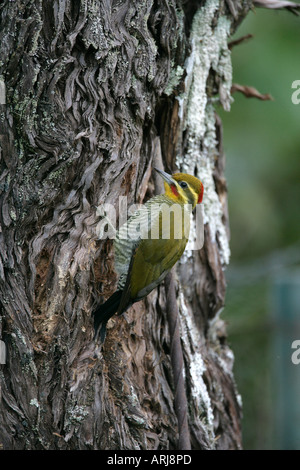 YELLOW BROWED WOODPECKER Piculus aurulentus Brazil Stock Photo