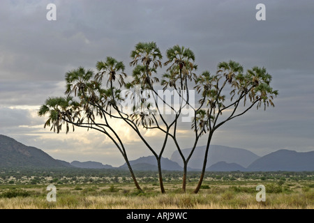 doum palm (Hyphaene thebaica), single tree in semi-desert, Kenya, Samburu Np Stock Photo