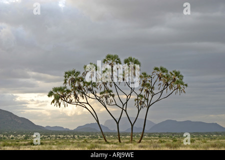 doum palm (Hyphaene thebaica), single tree in semi-desert, Kenya, Samburu Np Stock Photo