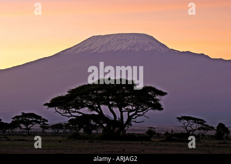 Kibo, mountain top of Kilimanjaro, before sunrise, camel thorns in foreground, Kenya, Amboseli NP Stock Photo