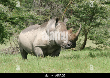 white rhinoceros, square-lipped rhinoceros, grass rhinoceros (Ceratotherium simum), bull standing in savanna, Kenya, Nakuru NP Stock Photo