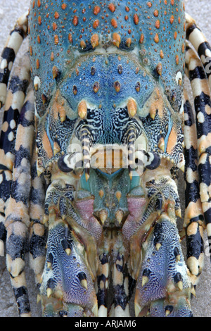 ornate spiny crawfish (Panulirus ornatus), head and back, Kenya Stock Photo