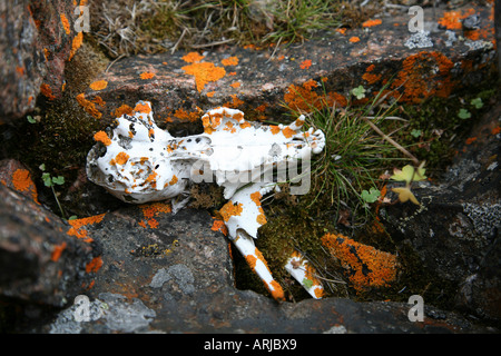 arctic fox (Alopex lagopus), skull, Canada, Fort Ross Stock Photo