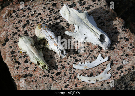 skulls of artic fox, polar bear, seal, Canada, Fort Ross Stock Photo