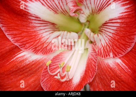 Hippeastrum or Amarylis flower closeup Stock Photo