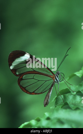 brush-footed butterfly, glasswing (Greta oto), siting on leaf