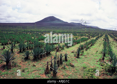 Sisal plantation near Voi Kenya East Africa Stock Photo