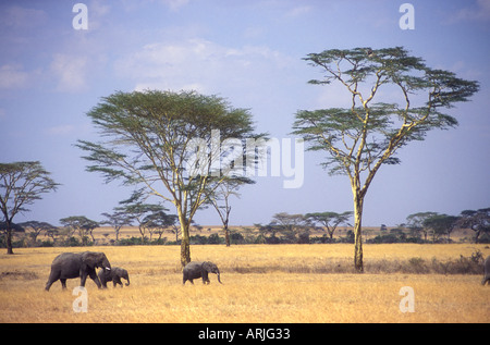 Female elephant and two babies on the move in the Serengeti National Park Tanzania East Africa Stock Photo