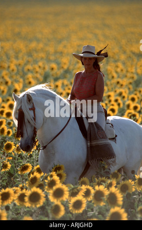 Andalusian horse (Equus przewalskii f. caballus), horsewoman with stallion on sunflower field, Spain
