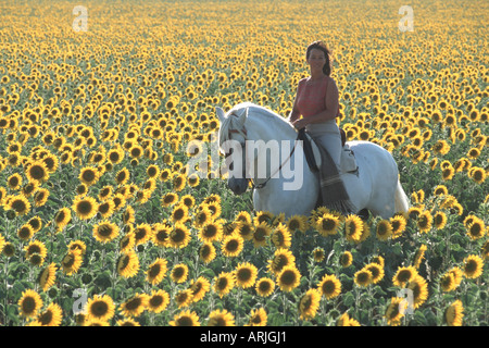 Andalusian horse (Equus przewalskii f. caballus), horsewoman with stallion on sunflower field, Spain