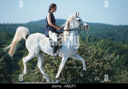 pure-bred Arab horse (Equus przewalskii f. caballus) Stock Photo