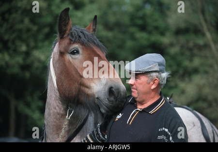 Ardennes horse (Equus przewalskii f. caballus), portrait, with breeder Stock Photo