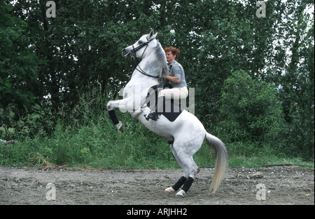 pure-bred Arab horse (Equus przewalskii f. caballus), horsewoman, on horse, rearing up Stock Photo