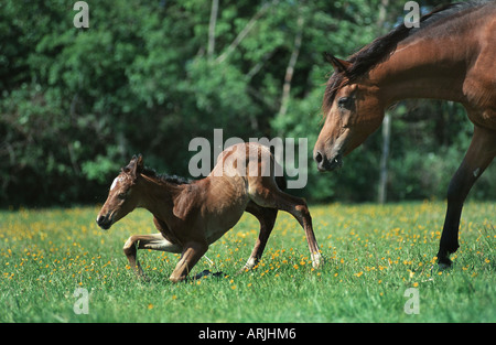 pure-bred Arab horse (Equus przewalskii f. caballus), mare with new-born foal Stock Photo