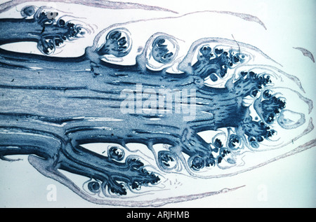 asparagus (Asparagus vulgaris), microscopical foto Stock Photo
