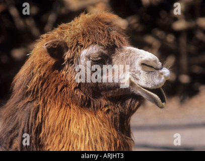Camelus bactrianus Stock Photo