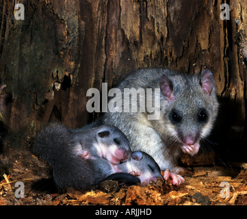 edible dormouse with cubs Stock Photo