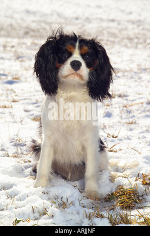 young King Charles Spaniel - sitting on snow