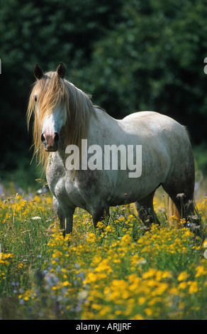 Barb horse (Equus przewalskii f. caballus), on flower meadow Stock Photo