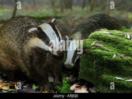 two old world badgers Meles meles