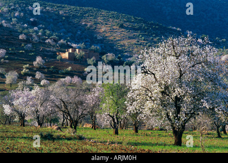 Almond trees in bloom, Haut Atlas (High Atlas), Morocco, North Africa, Africa Stock Photo