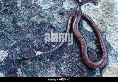 sandfish (Scincus scincus) Stock Photo