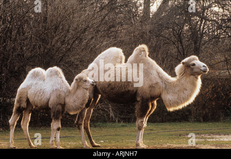 Bactrian camel with cub - standing on meadow  / Camelus bactrianus Stock Photo