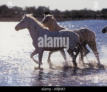 two Camargue horses - running in water Stock Photo