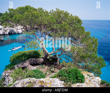Sabina tree and the blue sea of Cala Macarelleta, southern coast, Minorca (Menorca), Balearic Islands, Spain, Mediterranean Stock Photo