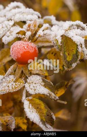 One isolated close-up of a rose berry covered with frost Stock Photo