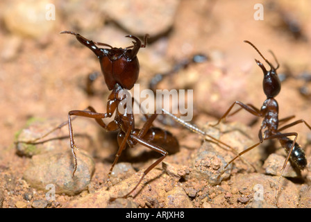 DRIVER ANTS Dorylus sp. Uganda, eastern Africa Stock Photo - Alamy