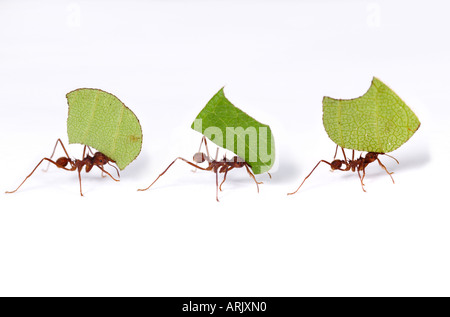 LEAF-CUTTER ANTS with leaves Atta sp. Amazonian Rainforest, Loreto, Peru Stock Photo
