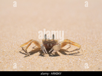 Sand crab on the beach, Phuket, Thailand Stock Photo