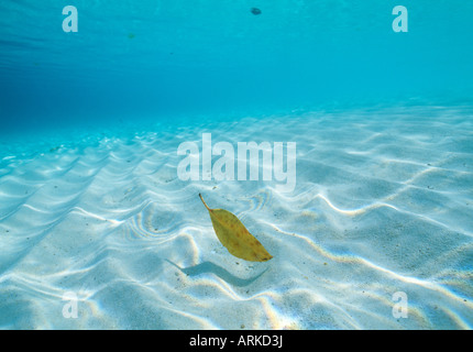 A leaf in the water Stock Photo