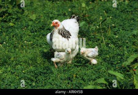 Brahma hen with two chicks Stock Photo