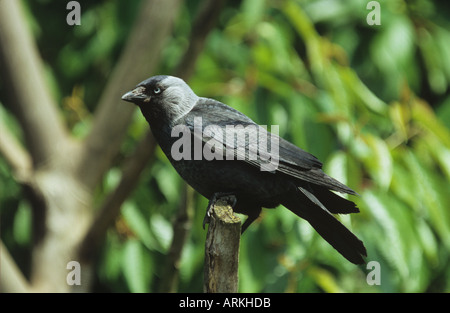 jackdaw sitting on post / Corvus monedula Stock Photo