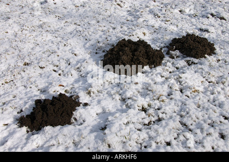 European mole (Talpa europaea). Molehills in snow. Germany Stock Photo