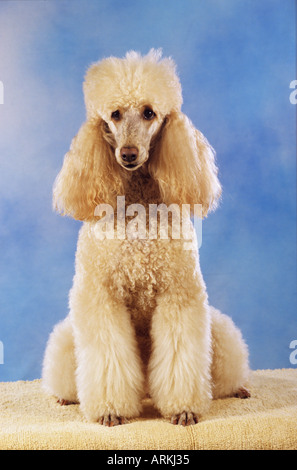 beige-middle-poodle-dog-