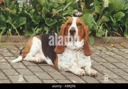 Basset hound dog - lying Stock Photo