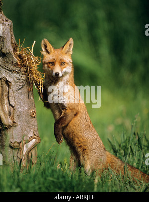 Red fox standing on hind legs in forest like in fairy tail and Stock