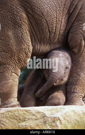 young asiatic elephant - standing / Elephas maximus Stock Photo