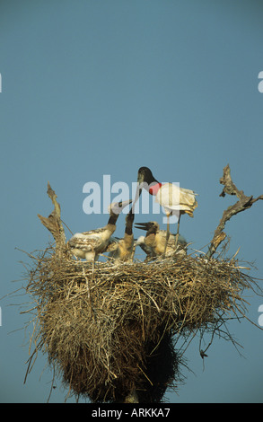 jabiru with squabs at nest / Jabiru mycteria Stock Photo