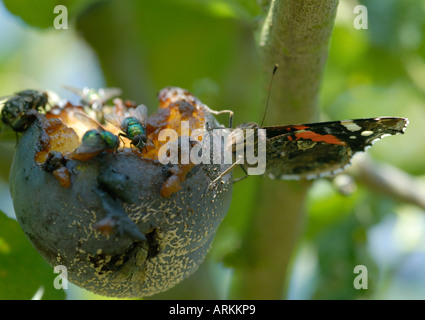 A Red Admiral Vanessa atalanta butterfly sucking juice from a rotten mouldy plum Stock Photo