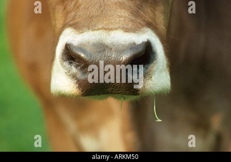 nose of a cow Stock Photo