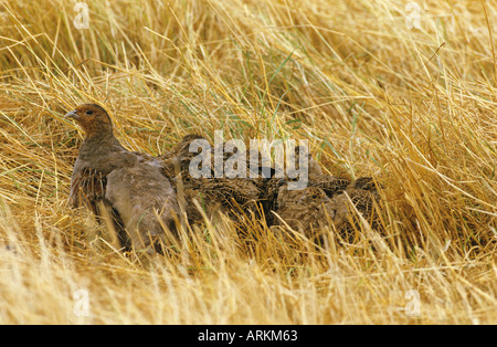 Grey Partridge with squabs - perfect camouflage / Perdix perdix Stock Photo