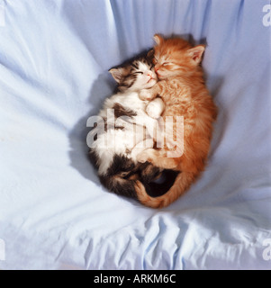 British Shorthair cat. Two kittens sleeping next to each other on a blanket Stock Photo