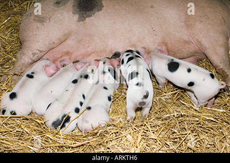 Gloucester Old Spot piglets suckling from sow Moreton Show UK Stock Photo