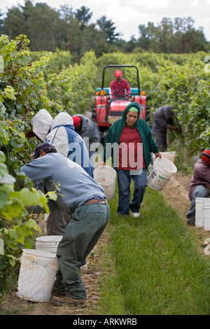 Migrant Workers Harvest Wine Grapes Stock Photo