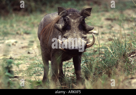 male Warthog, Phacochoerus africanus Stock Photo