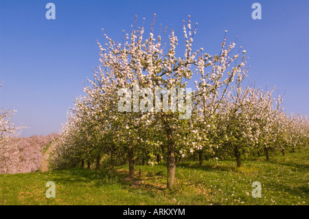 Cider Apple trees in blossom Vale of Evesham Blossom Trail Worcestershire England Stock Photo